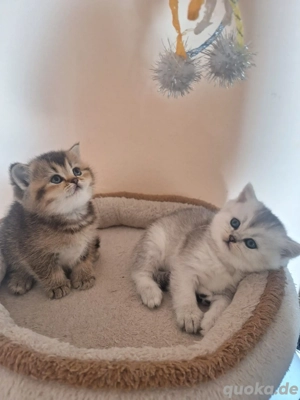 BKH Reinrassige Kitten (Noch 4 Weibchen)  