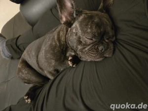 Deckrüde gesucht  (französische bulldogge)