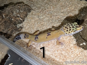 Leopardgecko Weibchen