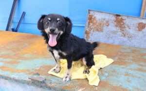 Joy hofft auf ihr neues Zuhause