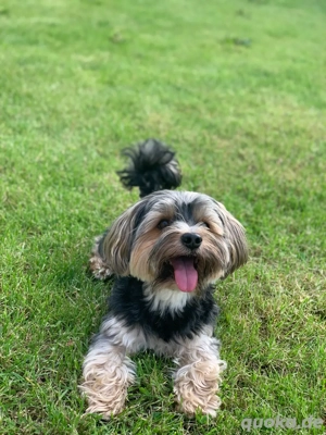 Deckrüde Yorkshire Terrier-Malteser