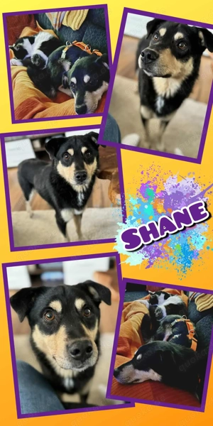 Traumrüde "Shane" sucht ein Zuhause - verschmust, katzenverträglich, menschenbezogen uvm...