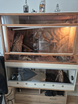 Terrarium mit 2 Königs Pythons