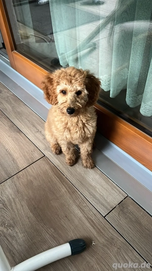 Unser Hund Simba sucht ein liebevolles Zuhause