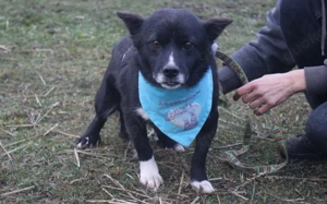 Treuer Begleiter Fynn sucht seine Familie