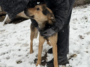Ipoly , z. Zt. in Ungarn, ist jung, freundlich und bereit für das Leben.