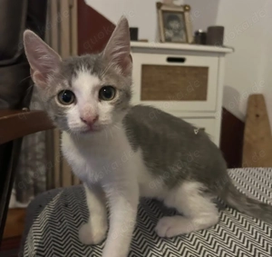 Schmusekind Sivko sucht sein Für-Immer-Zuhause oder liebe Pflegestelle