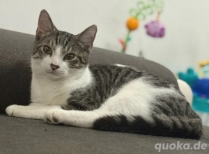  Kater sucht ein liebevolles Zuhause   