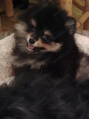 Pomerania Zwergspitz Reinrassig!