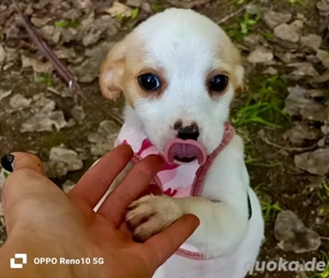 Kleine Prinzessin FIOLA    sucht ihr Traumschlösschen 
