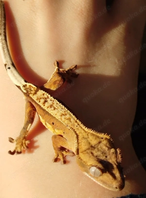 Kronengecko-Jungtier abzugeben