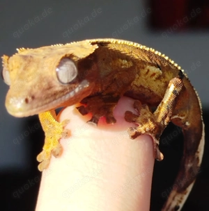 Kronengecko-Jungtier abzugeben! 0.01