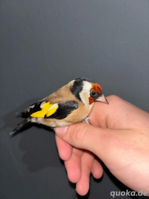 Suche Major stieglitz