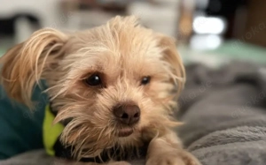 Lebensfroher Luis sucht Familienanschluss