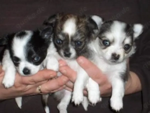 Mini  Chihuahua welpen. 