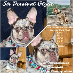 Premium Französische Bulldoggen Welpen aus promovierter Zucht 