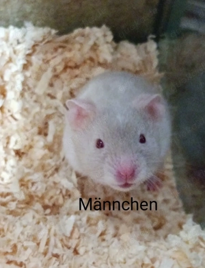 Goldhamsterbabys 