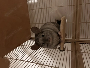 Fluffy, Chinchilla, männlich, kastriert, *23.12.2019