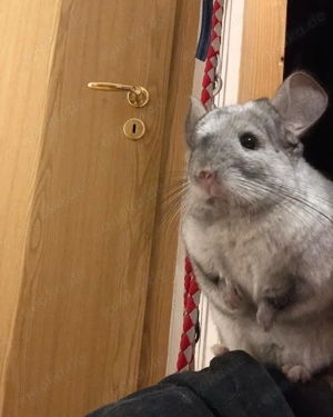 Fluffy, Chinchilla, männlich, kastriert, *23.12.2019 Bild 3