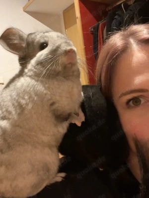 Fluffy, Chinchilla, männlich, kastriert, *23.12.2019 Bild 2