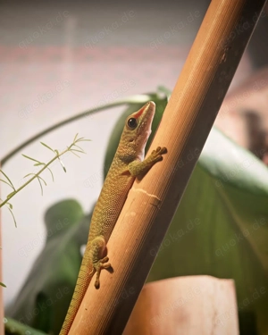Phelsum Grandis (Großer Madagaskar Taggecko)