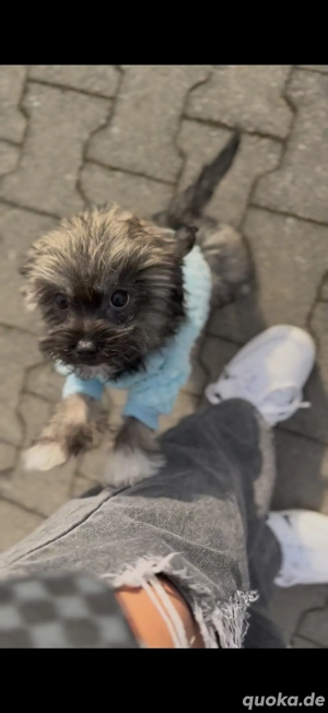 mischling welpe sucht neues zuhause für immer 