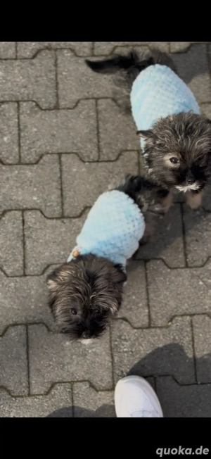 Mischlings welpen suchen ein liebevolles Familie