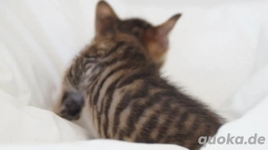 Toyger Kätzchen Bild 2