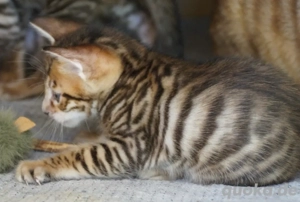 Toyger Kätzchen Bild 9