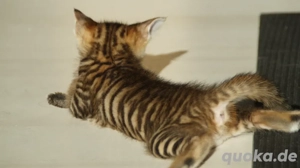 Toyger Kätzchen Bild 5