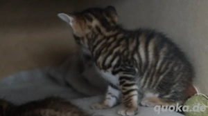 Toyger Kätzchen Bild 3