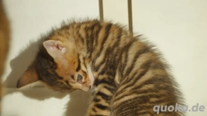 Toyger Kätzchen Bild 7