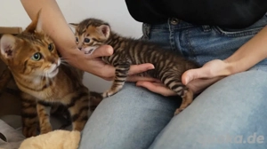 Toyger Kätzchen Bild 4
