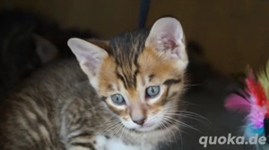 Toyger Kätzchen Bild 6