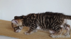 Toyger Kätzchen Bild 8