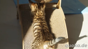 Toyger Kätzchen Bild 10
