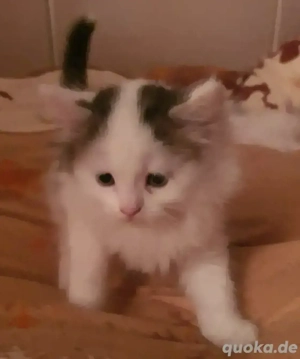 Zuckersüße Kätzchen zu verkaufen 