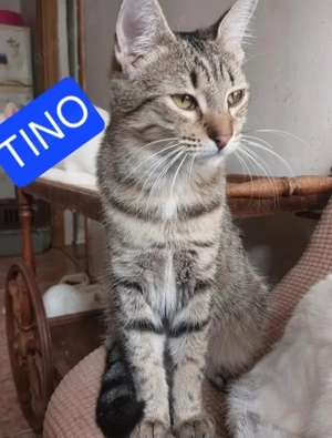 Tino Schmusetiger sucht Familie zum kuscheln
