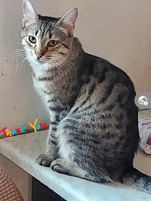 Tino Schmusetiger sucht Familie zum kuscheln