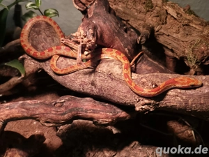 5 Kornnattern abzugeben 