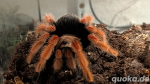 0.1 B. Boehmei Vogelspinne