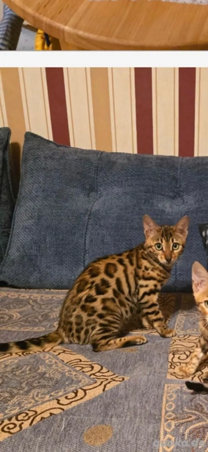 abgabebereit Bengal mit Stammbaum W M Kitten, Eltern 8 Tests Katze Kater