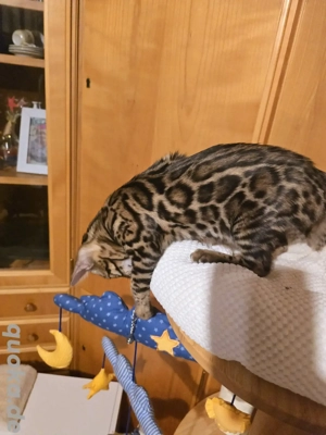 zum sofort Bengal Kitten mit Stammbaum Eltern 10 Tests Katze Kater 