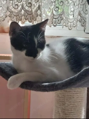 Thea Freundliches Katzenmädel sucht Familie zum Kuscheln