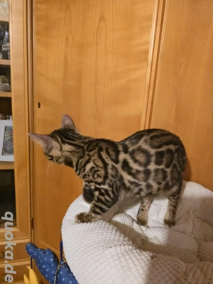 zum sofort Bengal Kitten mit Stammbaum Eltern 10 Tests Katze Kater 