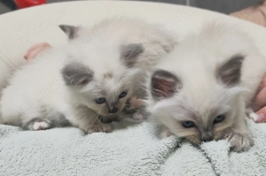 Heilige Birma Kätzchen   Birmakatzen   Birma Kater