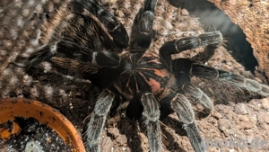 0.1 X. Immanis Vogelspinne 