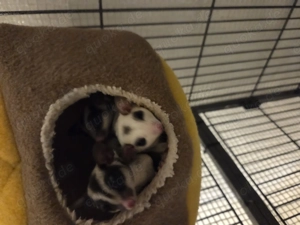 Sugerglider 3x