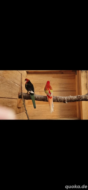 1.1 Zuchtpaar Prachtrosella 