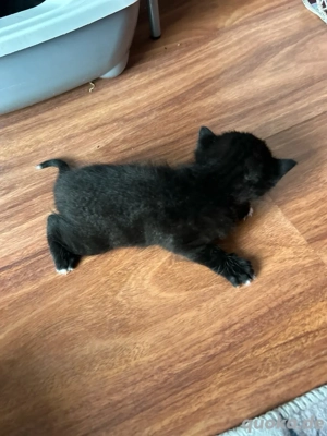 bombay babykatze 3 stück 
